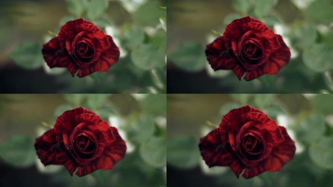 风中的美丽红玫瑰花卉爱情