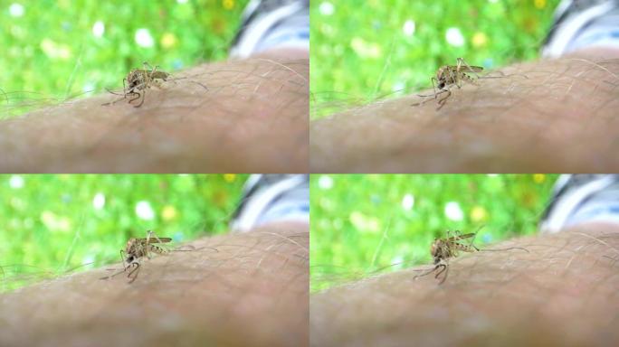 蚊子吸血的近距离观察