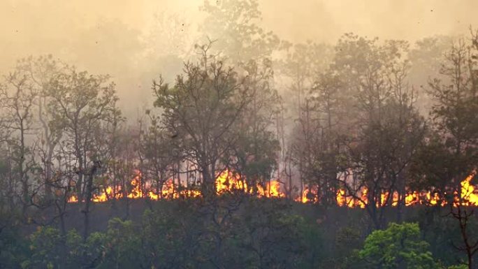 森林火灾是人为造成的燃烧。