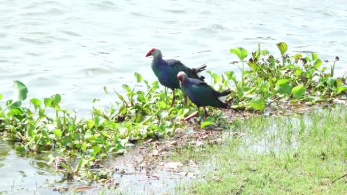 灰头天鹅鸟早上在沼泽、池塘里寻找食物。脊髓灰质炎卟啉。4K