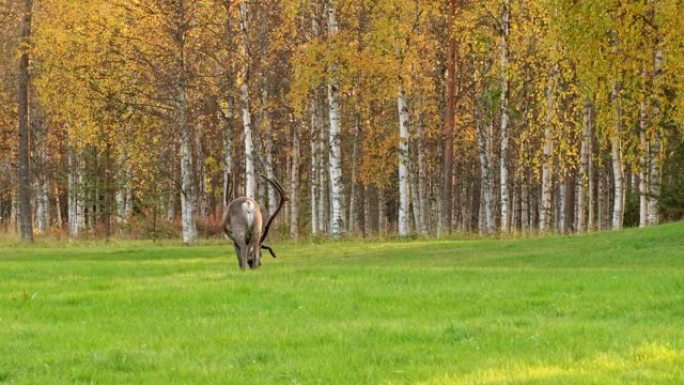 芬兰北部拉普兰秋天在绿色田野上放牧的驯鹿