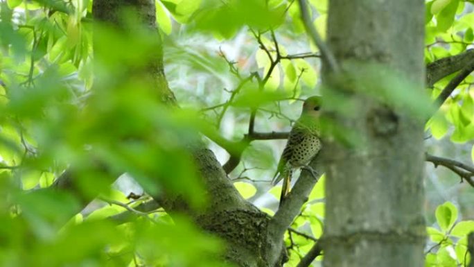 秋天迁徙的北方闪烁的鸟在树上，以前在小孔中穿孔