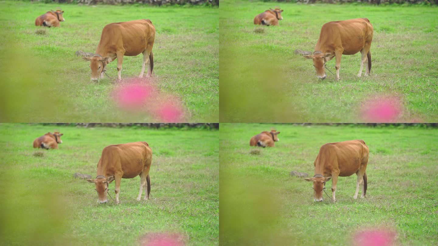 春天的田野上吃草的小黄牛