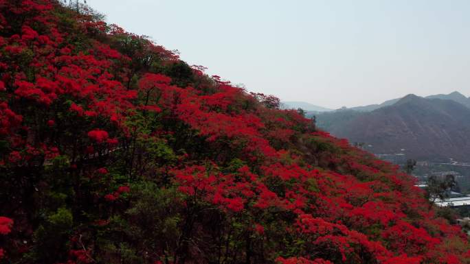 凤凰花