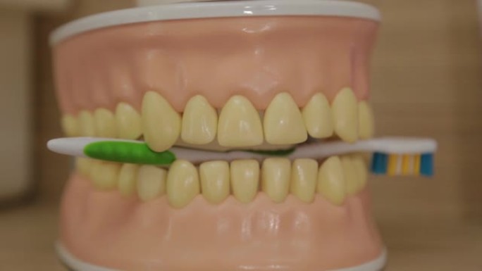 牙科诊所里美丽的人造牙齿