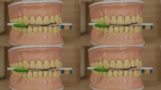 牙科诊所里美丽的人造牙齿