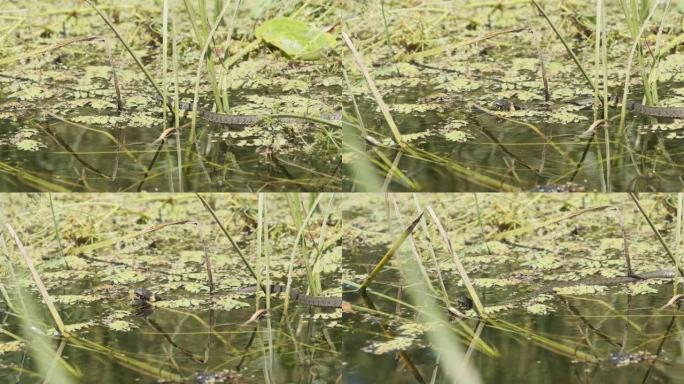 骰子蛇游过沼泽灌木丛和藻类的沼泽。慢动作