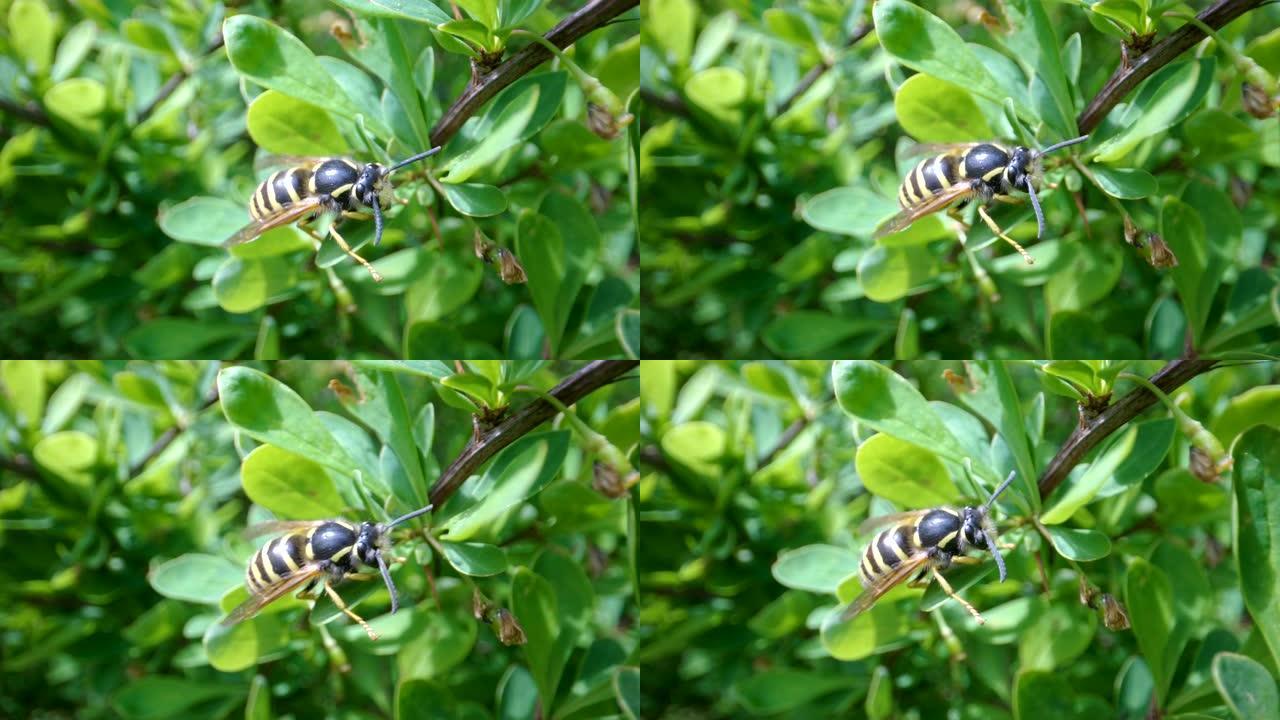 树上蜜蜂的长蚁人