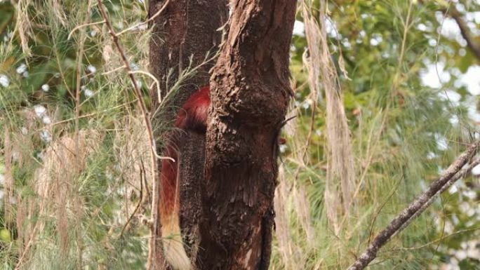 印度果阿。印度巨松鼠，或称马拉巴巨松鼠，栖息在树上的印度鼠尾草。它是印度森林和林地原产的Ratufa