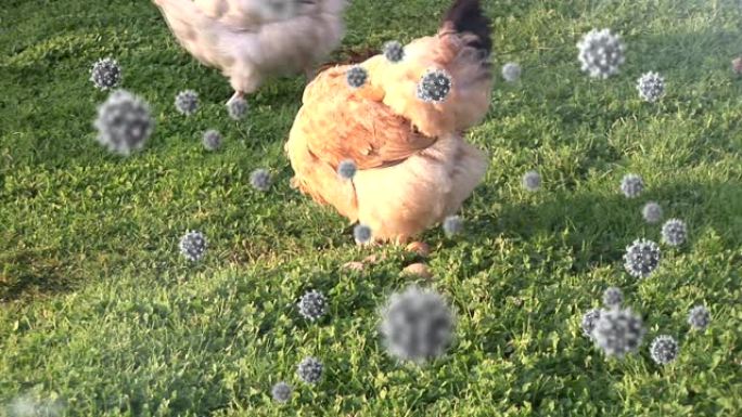 新型冠状病毒肺炎细胞对抗农场里的母鸡进食