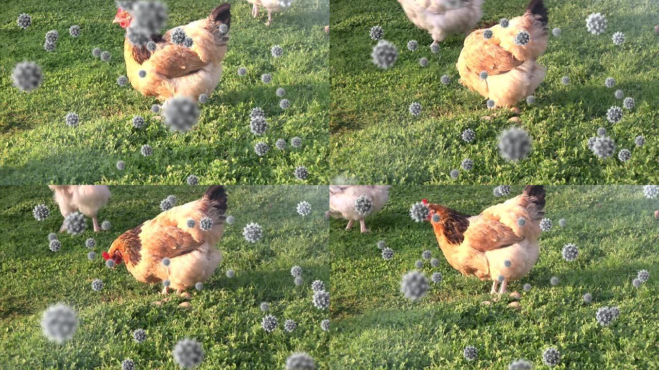 新型冠状病毒肺炎细胞对抗农场里的母鸡进食