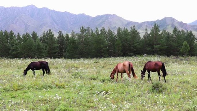 在山峰和松树林的背景下，三匹马在开花的草地上吃草。