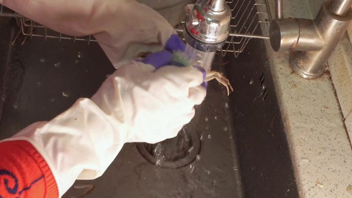 戴手套刷洗大闸蟹清洗螃蟹 (3)