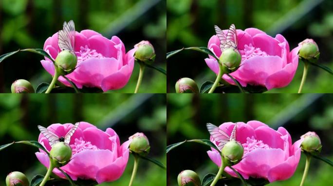 粉红色牡丹上的黑脉白蝴蝶 (Aporia crataegi)