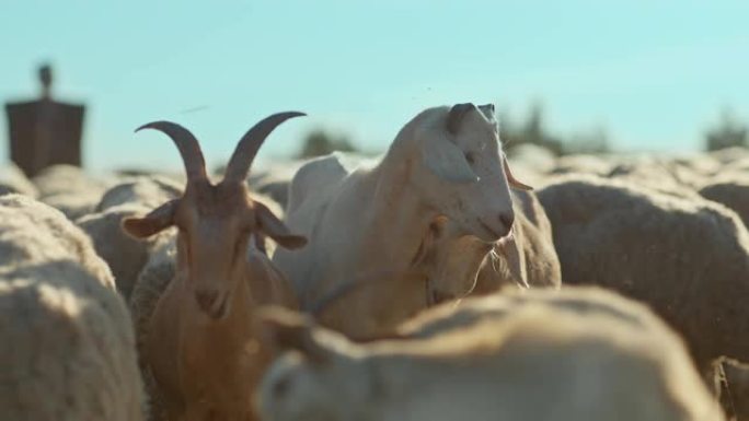 山羊和绵羊的特写镜头在牧场上吃草，在草地上咀嚼。饲养牲畜、绵羊和山羊。4k，10位，ProRes