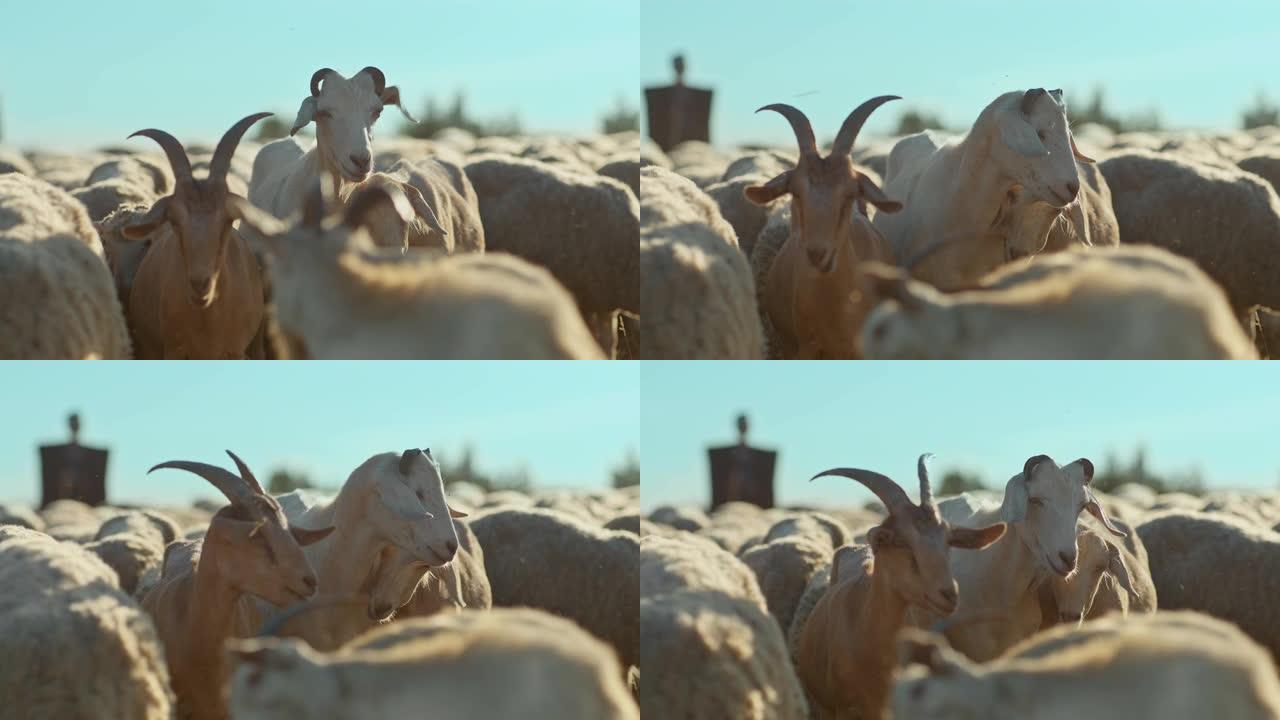 山羊和绵羊的特写镜头在牧场上吃草，在草地上咀嚼。饲养牲畜、绵羊和山羊。4k，10位，ProRes