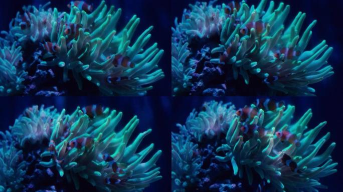 小丑鱼又名海葵，在磷光的绿色海葵上游泳