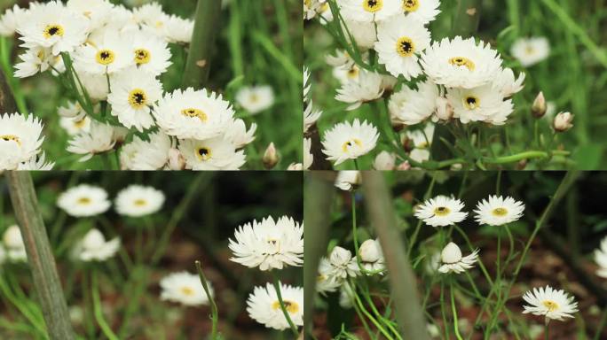 白色永生菊花白菊花小白花