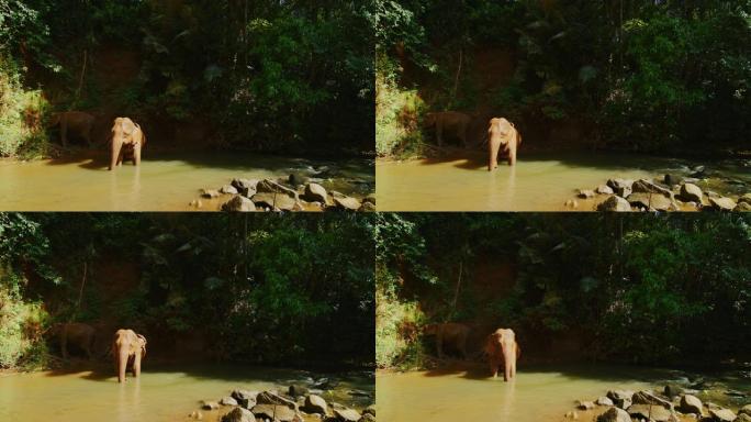 慢动作60 fps拍摄的两只母象在柬埔寨Mondulkiri的丛林中洗澡后玩泥的镜头