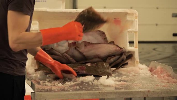 工人在荷兰IJmuiden的鱼拍卖会上分类鱼