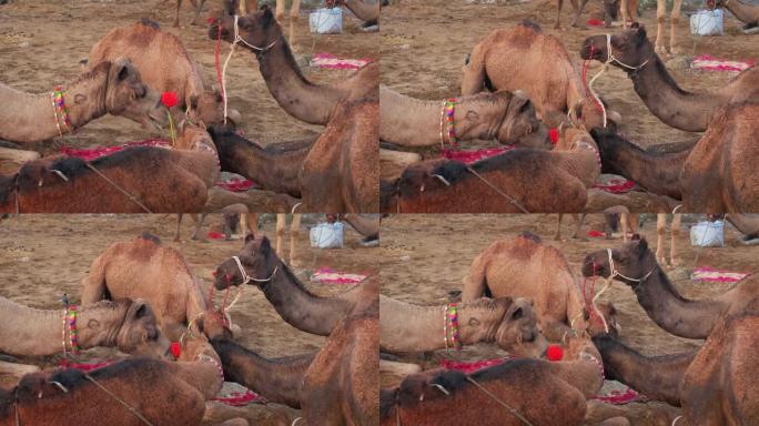 骆驼在普什卡梅拉骆驼节上在野外嚼食。普什卡,拉贾斯坦邦,印度