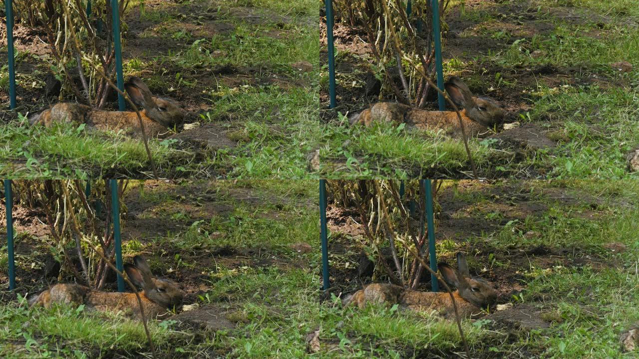 可爱的棕色兔子躺在公园的绿草地上。野兔坐在绿色草坪上