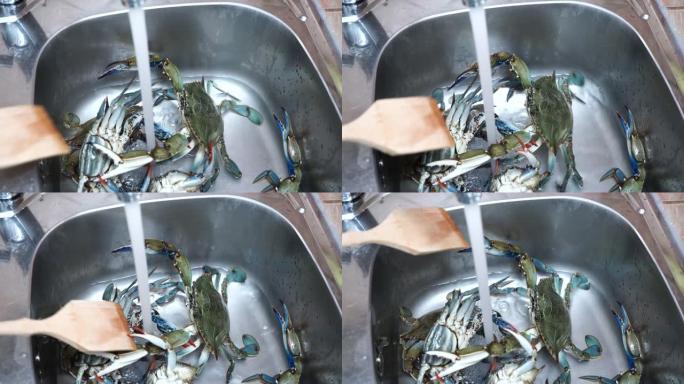 蓝蟹受到厨房水槽厨师的保护。