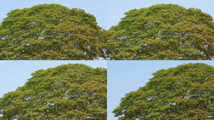 猴荚、雨树、东印度核桃粉色花朵和天空