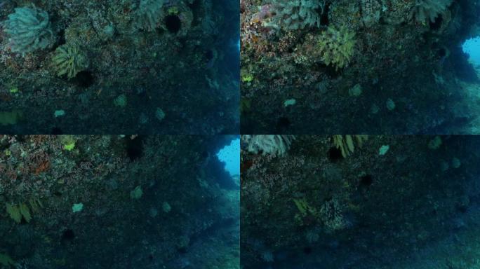 台湾深海洞穴内的软珊瑚群落