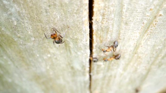 近距离观察进入洞内的棕色蚂蚁