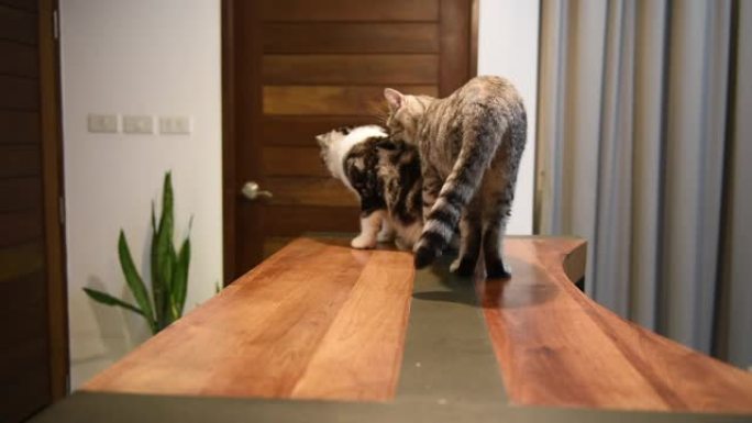 家猫在夜间在客厅的木桌上交配