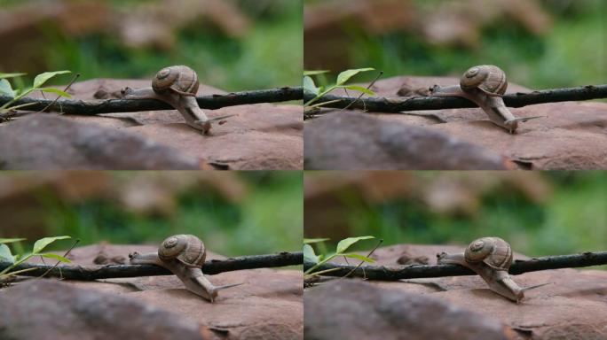 蜗牛在岩石上，蜗牛爬过树。