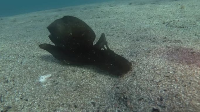 海兔在沙底爬行。裸鳃或海蛞蝓-黑海野兔，斑驳的海鸥或乌黑的海鸥 (Aplysia fasciata)