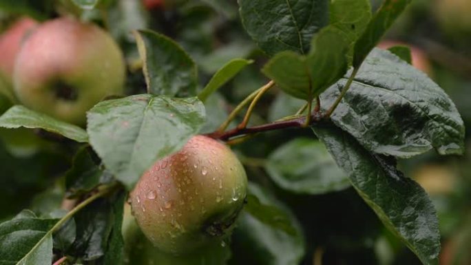 雨中成熟苹果的宏观视频。水滴从灌木丛上的苹果上滴下来。