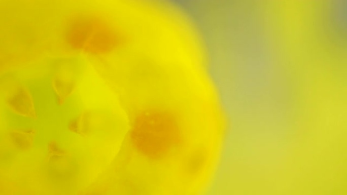 仔细观察牛滑植物上的黄色小花瓣