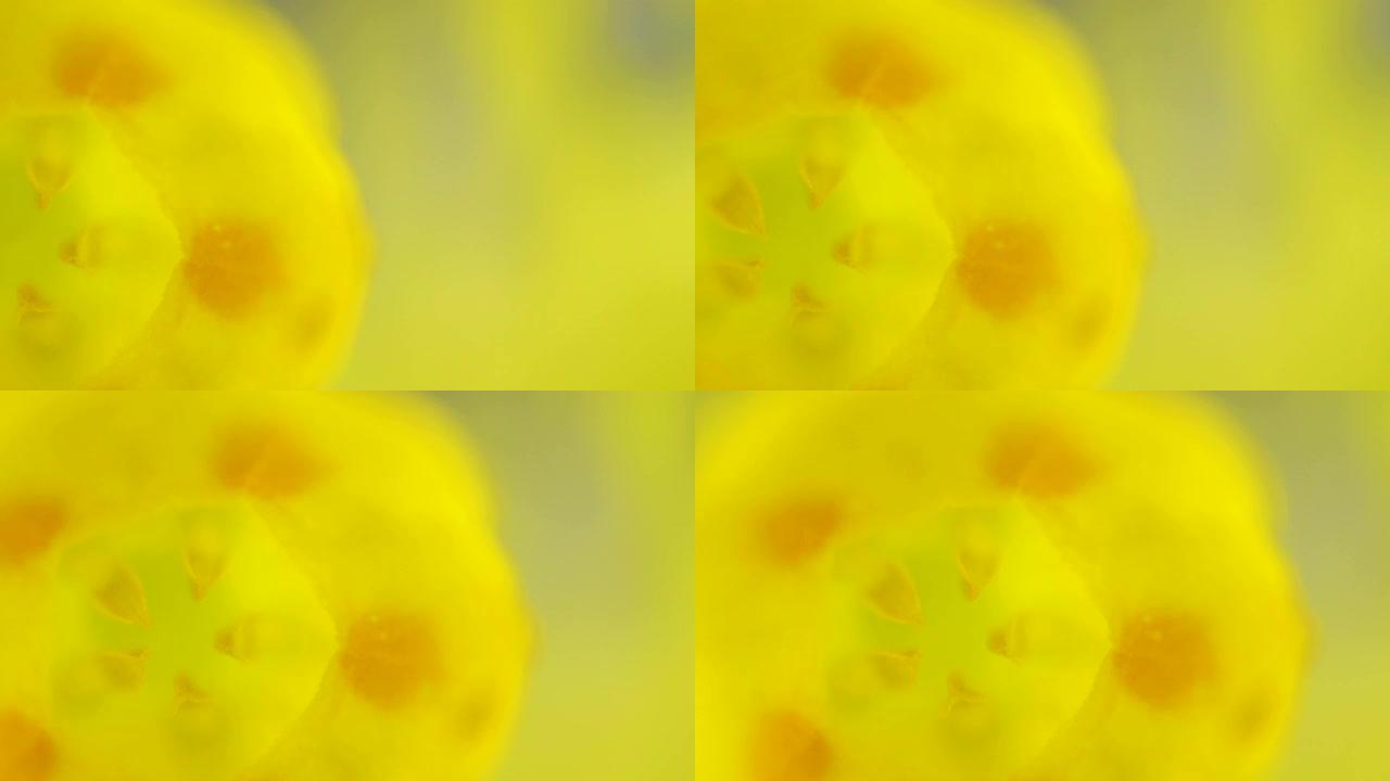 仔细观察牛滑植物上的黄色小花瓣
