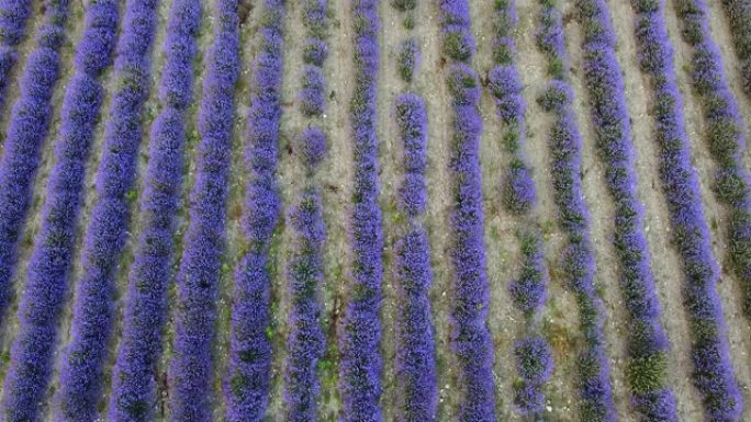 田野上一排排紫色花朵的薰衣草植物的鸟瞰图