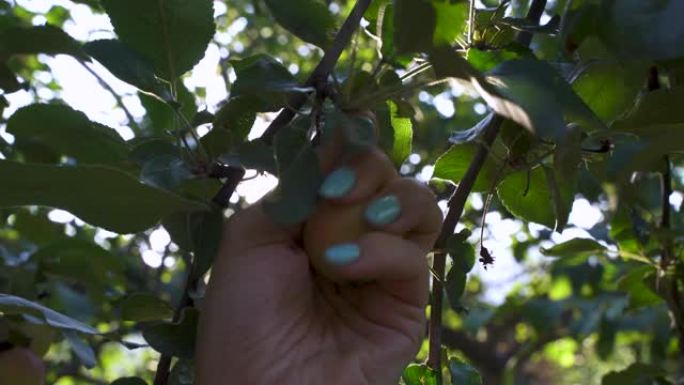 女人用手从树上摘苹果。阳光透过树叶照射。收获新鲜水果。农场的自然食品。花园里的木头。