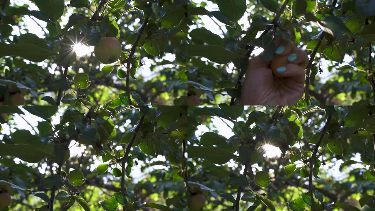 女人用手从树上摘苹果。阳光透过树叶照射。收获新鲜水果。农场的自然食品。花园里的木头。