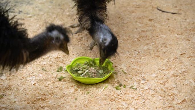 动物园畜栏里的鸵鸟吃食物