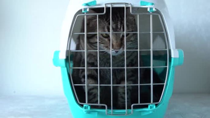 灰猫在笼子里运输。猫爪试图在兽医的任命下打开笼子里的猫