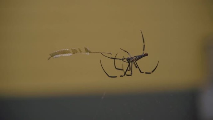 大型热带蜘蛛在网上爬行的宏观拍摄