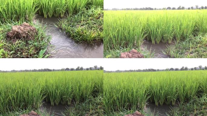 稻田里的水稻幼苗，水从大自然流到田间，南邦，在泰国北部。