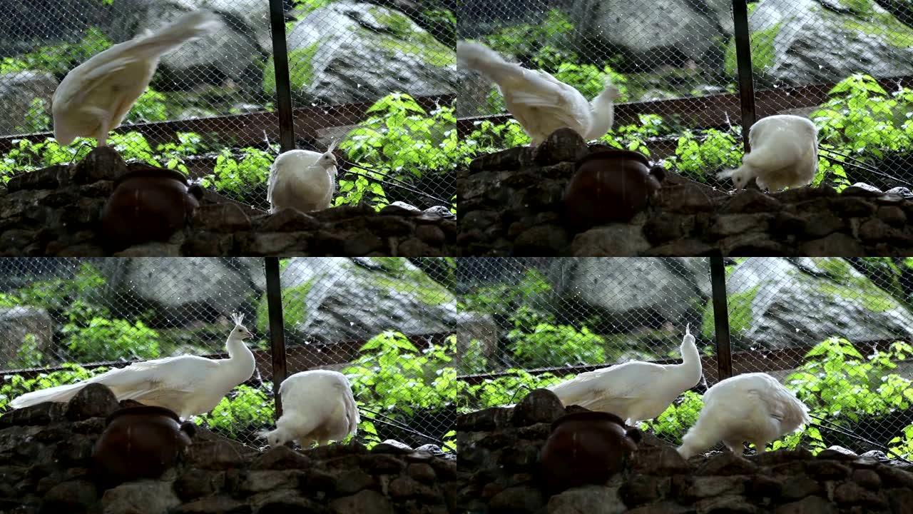 笼子里的两只白孔雀
