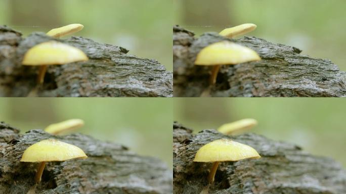 森林深处的野生蘑菇，落叶林树干上的特写蘑菇，