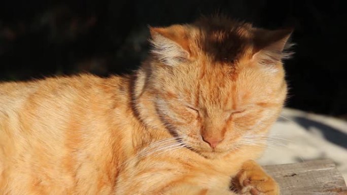 一只漂亮的姜猫躺在街上。猫在晒太阳