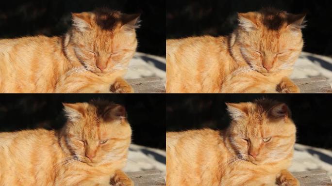 一只漂亮的姜猫躺在街上。猫在晒太阳