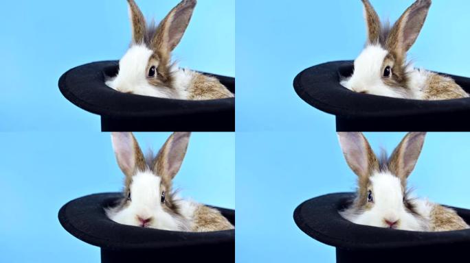 蓝屏背景上的兔子。复活节的精神动物和聪明的宠物