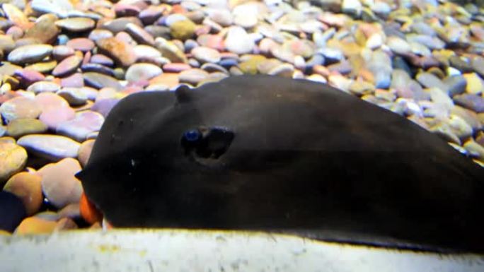 黑色黄貂鱼躺在水族馆的底部