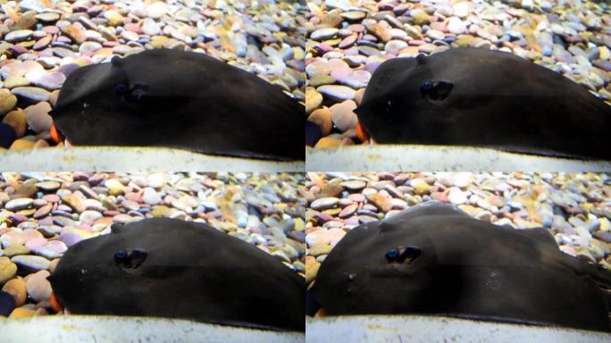 黑色黄貂鱼躺在水族馆的底部